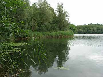 Untersee – kleine Bucht im nördlichen Seeteil