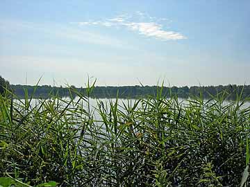 Angelteich Glinzig – Blick über den westl. Schilfsaum Richtung Osten