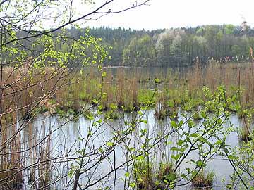 Entenweiher