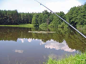 Sinterweiher – Seerosen im Sinterweiher