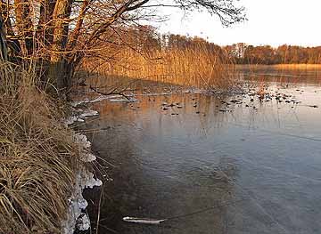 Salchowsee – Uferbereich unter Eisbedeckung