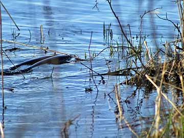 Sankelmarker See – Hechte bei der Partnerfindung am Sankelmarker See