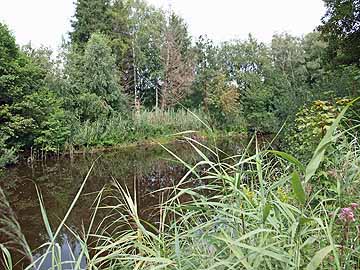 Buchsee – Seeausläufer an der Straße