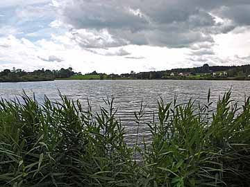 Zellersee – Nordufer, Blick Richtung Süden