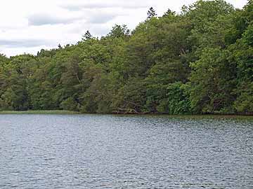 Behler See – Blick auf das Südufer