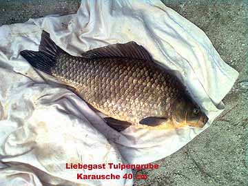 Tulpengrube – Karausche aus Liebegast