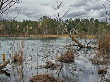 Dunkelsee – südöstlicher Seebereich