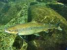 Lachs