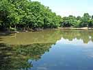 Scheuermühlenteich – westlicher Bereich