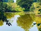 Frechmühler Weiher – der Frechmühler Weiher im Juni 2021