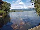 Bodensee (Obersee) – Mündung der Oberreitnauer Ach