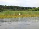 Kleiner Kotzower See – Schwan in seinem Revier