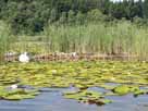 Kleiner Kotzower See – Schwanenfamilie in geschütztem Gelände