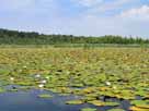 Kleiner Kotzower See – dichter und blühender Pflanzenteppich
