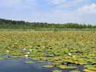 Kleiner Kotzower See – dichter und blühender Pflanzenteppich