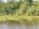 Kleiner Kotzower See – Silberreiher in dichtem Bewuchs