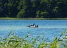 Großer Wummsee – Kormorane am Großen Wummsee