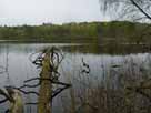 Sabinensee – umgestürzte Bäume am Westufer des Sees
