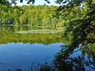 Böbereckensee – Seerosenfeld im nördlichen Seebereich