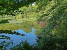 Böbereckensee – Seerosenfelder im nördlichen Seebereich