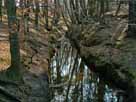 Binenbach
