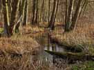 Binenbach