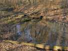 Binenbach – Totholz im Binenbach