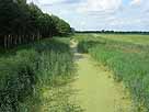 Zerkwitzer Kahnfahrt (Lübbenau / Spreewald)