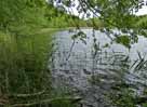 Kleiner Wummsee – Blick entlang des Westufers Richtung Norden