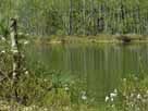 Kellsee