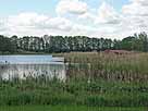 Sumpfsee – Röhrichtzone im nördlichen Seebereich