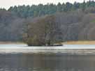 Tornowsee – kleine Insel im südöstlichen Seebereich