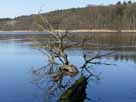 Tornowsee – Totholz im östlichen Seebereich