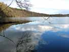 Kalksee – versunkene Bäume am Nordwestufer des Sees