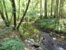 Scherfbach – Scherfbach bei Niedrigwasser