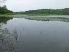 Nebelsee – ausgedehnte Seerosenfelder Höhe Ichlim