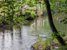 Wenne – Silberreiher in der Wenne