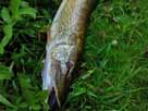 Fränkische Saale – kapitaler Hecht vom Juni 2019 (1,19 m, 12,5 kg)