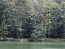 Luderweiher – Luderweiher, Waldkulisse
