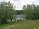 Vierer See – umgestürzter Baum am Ostufer