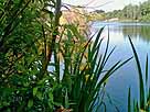 Waldsee – unser Waldsee