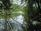 Stadtweiher – Auslauf am Südwestufer des Sees