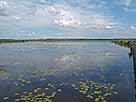 Federsee – Beobachtungsplattform, Blick Richtung Nordosten