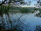 Tholmannsee – reich strukturierte Uferzone im Süden des Sees