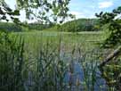 Großer Heegesee – dichte Uferfauna am Südufer