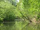 Schwaanhavel