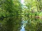Schwaanhavel