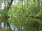 Schwaanhavel