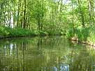 Schwaanhavel