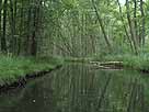 Schwaanhavel